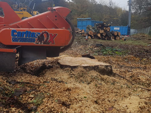 WSH Services - Tree Stump Grinding - Stump Removal