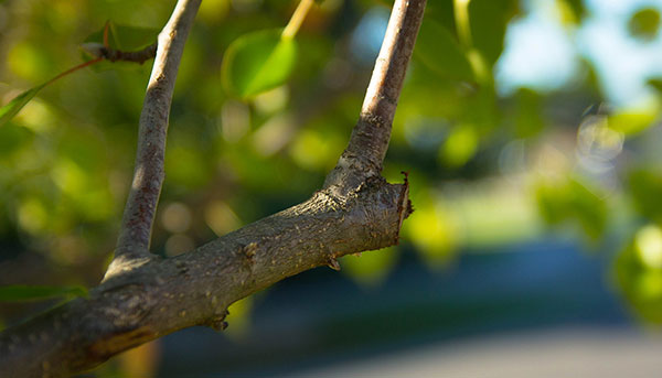 Formative Pruning