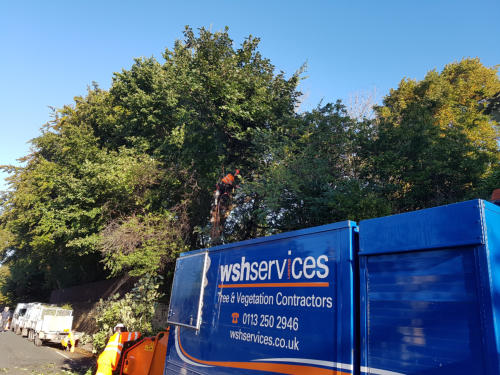 WSH Services - Tree Surgeons Leeds - Tree Surgery